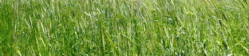 绿草小麦近全景图片