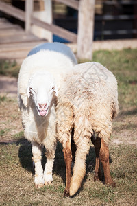 绵羊仰望微笑和绵羊的背图片