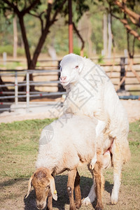 绵羊育种图片