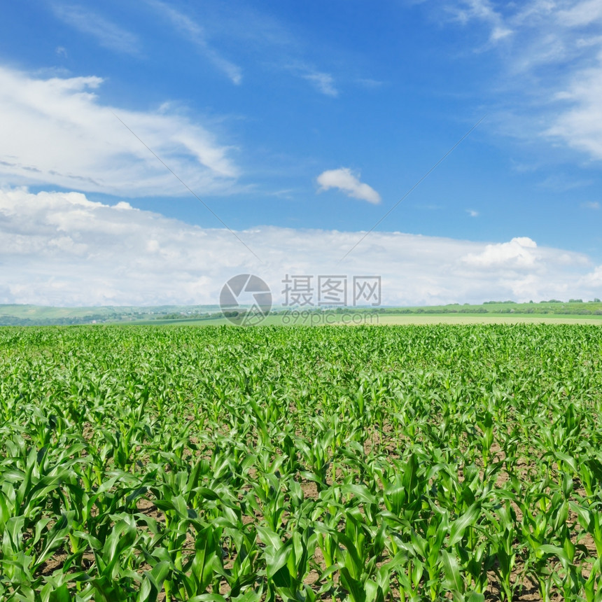 蓝天白云下碧绿的玉米田图片