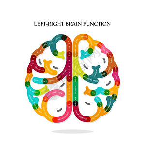 左脑右脑左脑和右脑功能思想背景插画