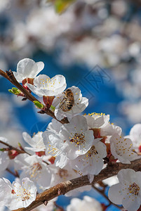 蜜蜂在樱花上图片