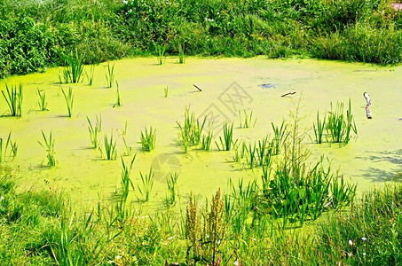 小池塘生长过度绿鸭草稻和图片