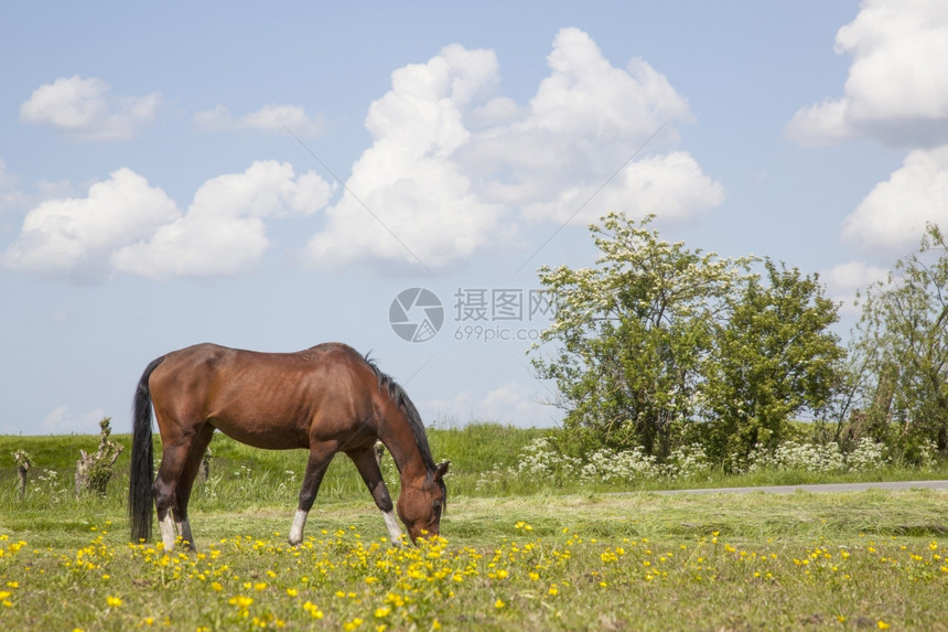 春天在草地上满黄花的棕色马匹春天在霍兰图片