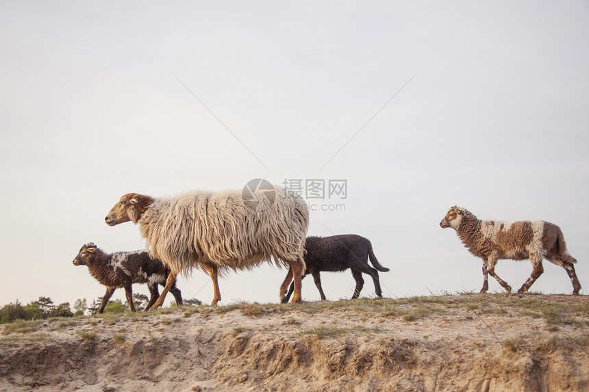 在济会附近的杜查林区沙丘上在和羊羔上我们在济会附近的沙丘林区图片