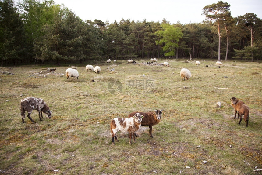 牧羊群在森林地区靠近泽西人和内地的图片