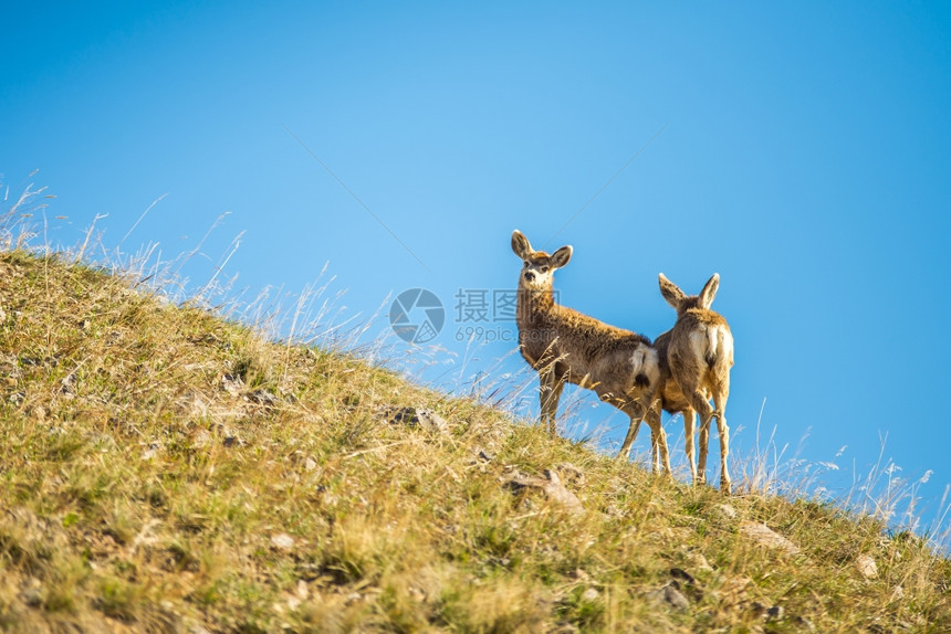 两只小鹿站在山顶图片