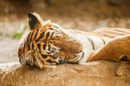 孟加拉虎在树下睡觉放松图片