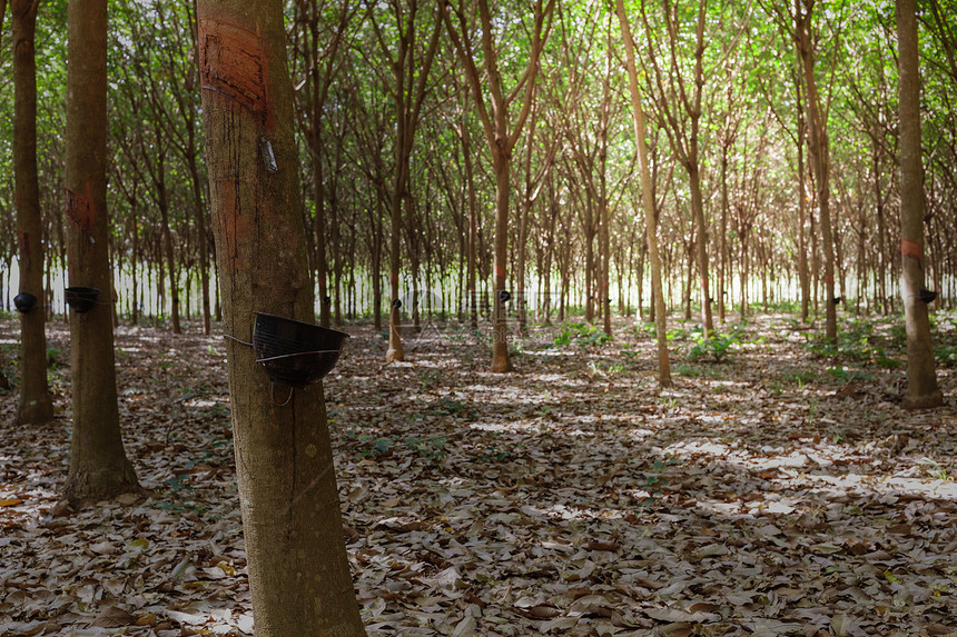 热带森林和碗中橡胶树乳式农业图片