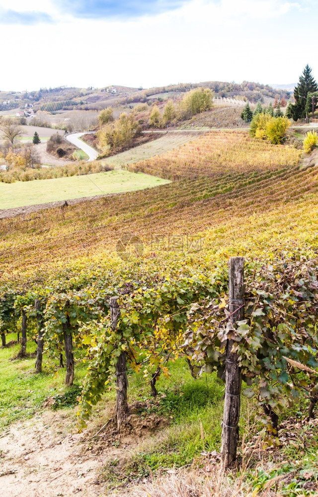 平山地区意大利秋季葡萄园图片