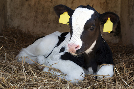 可爱的黑白奶牛躺在稻草里图片