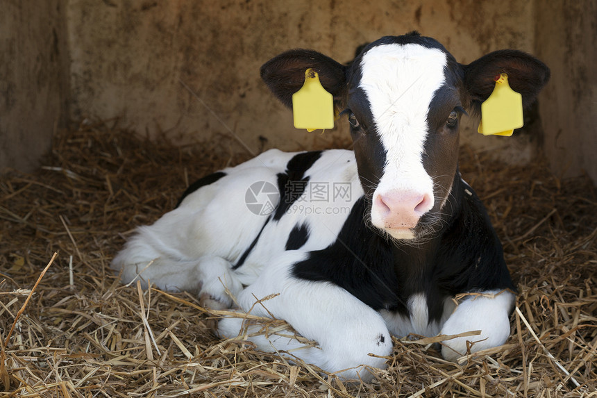 可爱的黑白奶牛躺在稻草里图片