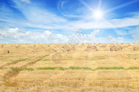 稻草和蓝天空堆叠的字段图片