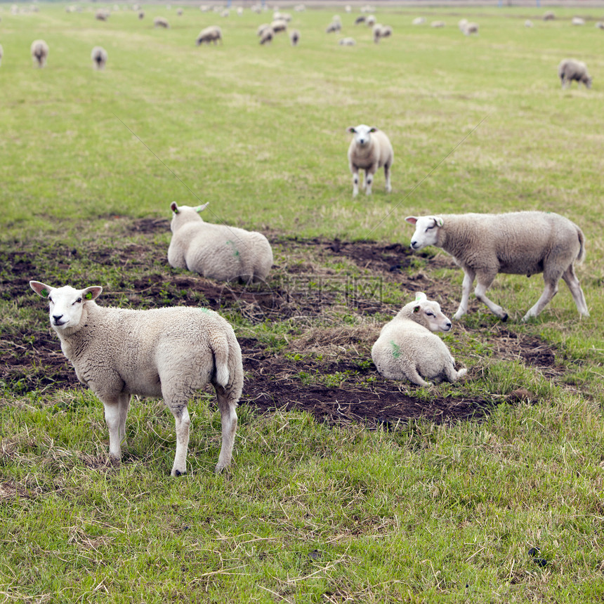 夏天在荷兰草原上盛的羊群图片