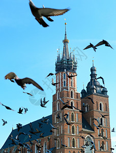 ps飞象素材象鸽在圣马丁和尔斯柯上方飞翔教堂在科兰kraow的主要市场广上背景