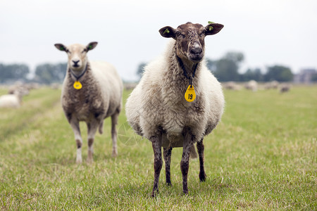 草原上的两只小肥羊高清图片