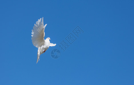 白鸽飞向蓝天图片