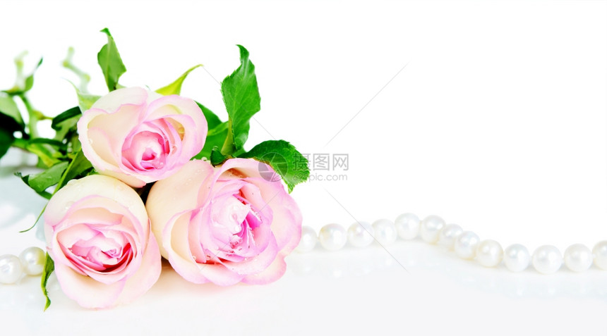 白色背景上三滴露水的朵玫瑰带有文字空间图片