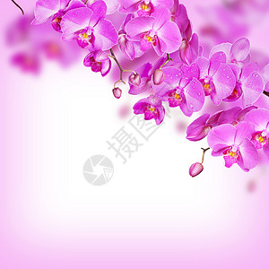白色背景的紫兰花枝图片