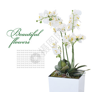 花盆中盛开的兰白色背景有文字空间图片