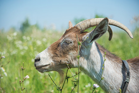 夏日在草地上放牧的深黑山羊图片素材