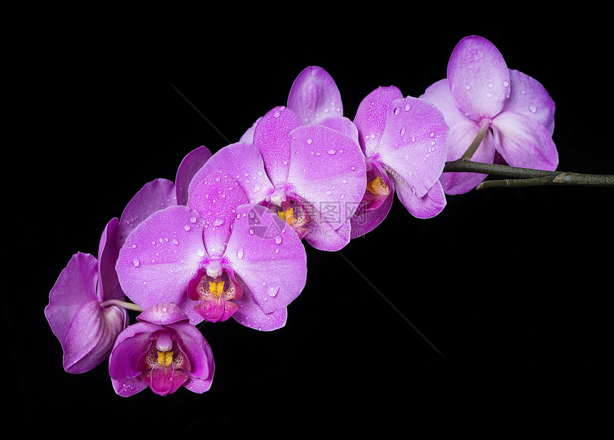 黑色背景的紫兰花枝开图片