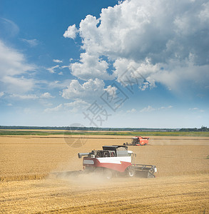将热下午的收获小麦结合在一起图片