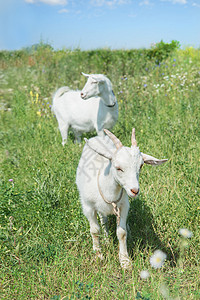 两只年轻的白山羊在夏日草地上放牧高清图片