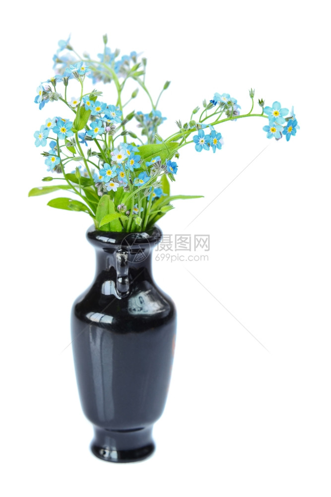 蓝色的小花束的忘记我不在一个优雅的黑色花瓶孤立在白色图片