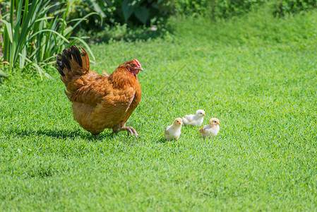 草地上的母鸡和小鸡图片