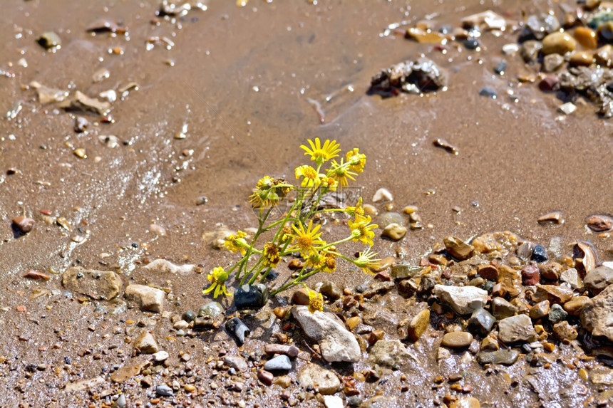 湿沙中的黄色花朵有石子图片