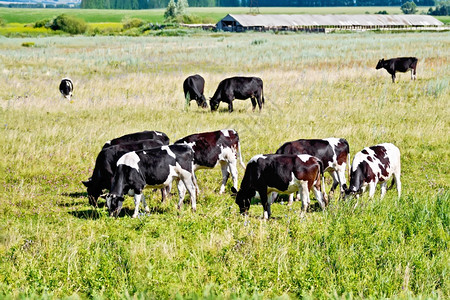 在绿草地上的牛群图片