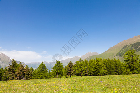 在意大利山高上美丽的景色夏天有森林背景佩德蒙特地区北意大利图片