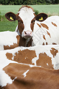 红褐牛站在草地上的远视肖像背景图片
