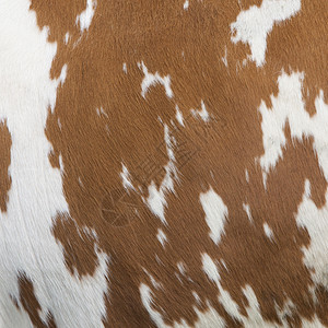 白皮上有红棕色纹状的奶牛一面图片