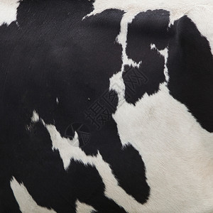 带有黑白模式的奶牛侧正方形图案图片