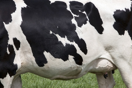 在绿草原上白皮黑斑的牛图片