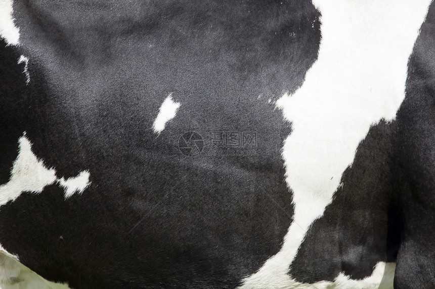 白皮上有大黑斑的牛图片