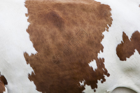 白皮上红色图案的奶牛侧面图片