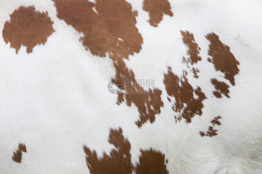 白皮上红色图案的奶牛侧面图片