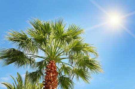 蓝天背景的热带棕榈图片