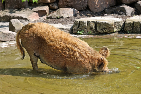 在游泳池里洗澡的野猪图片