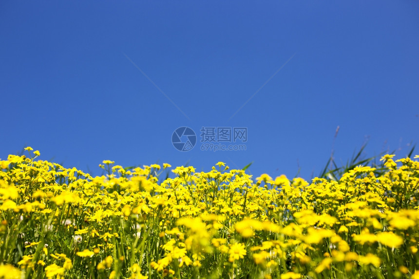 野生黄花和蓝天空深浅的田地图片