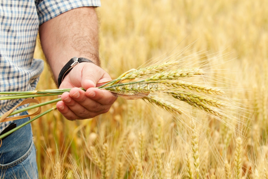 手握小麦的农民背景图图片