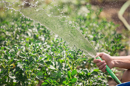 用水管给花园浇水高清图片