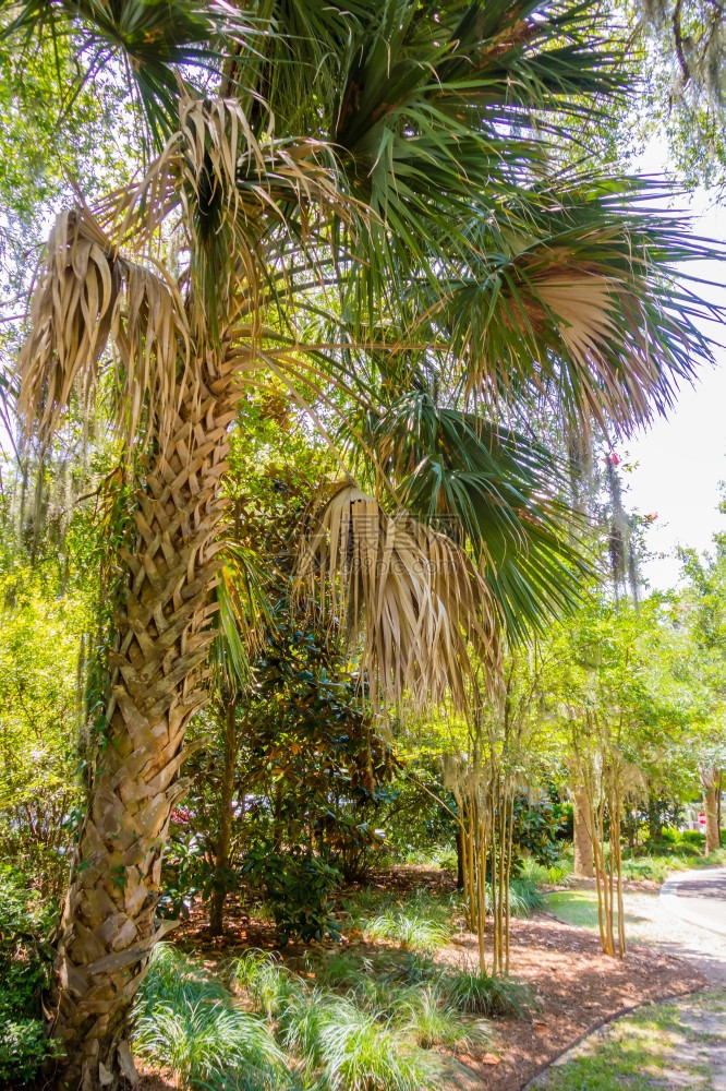 Georgia的棕榈树图片