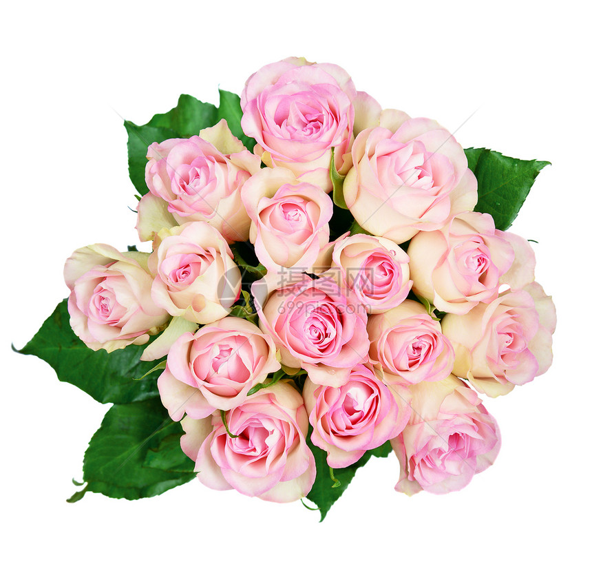 白色背景的粉红玫瑰花束图片