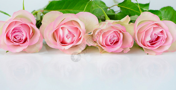 四朵粉红玫瑰图片