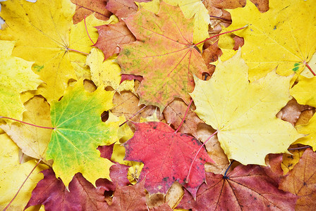 多色秋叶背景图片