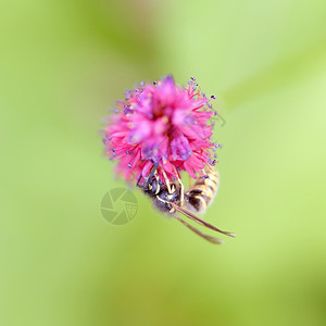 黄蜂从粉红色花朵中吸取蜂蜜双面黑地图片
